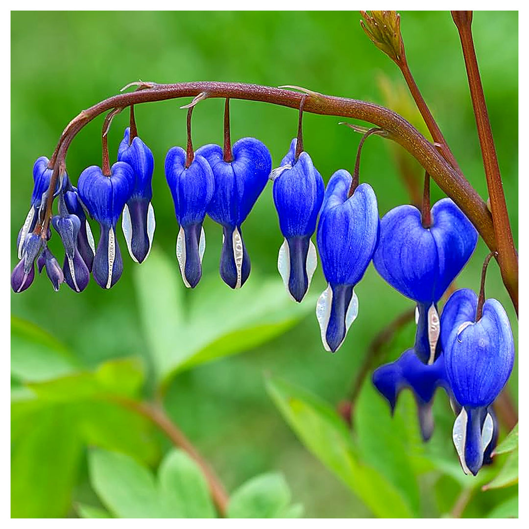 Heirloom Non-GMO Blue Bleeding Heart Flower Seeds for Planting – Unique Garden Borders, High Germination | Neera Seeds product photo [neera-v4-1d243ea16739f80972fe]