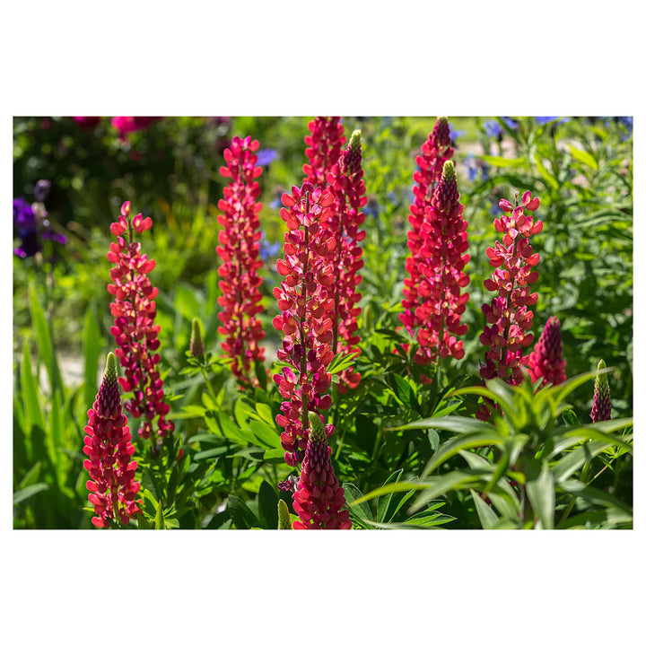 Red Russell Hybrid Lupines (Lupinus polyphyllus) Flower Seeds for Planting – Heirloom Garden Seeds | Neera Seeds product photo [neera-v4-1d2631099bdd829436bb]