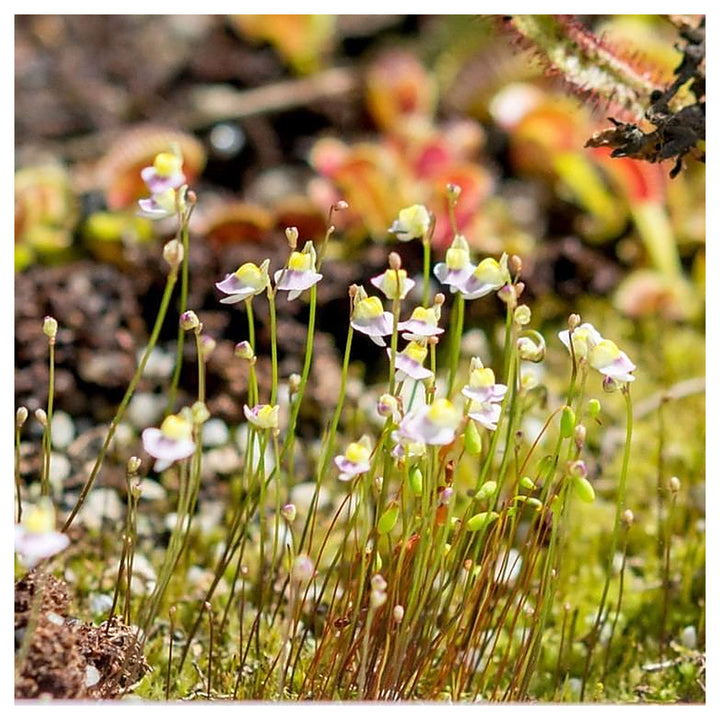White Utricularia Bisquamata Plant Seeds for Garden Planting – Heirloom Non-GMO High Germination Organic Seeds for  | Neera Seeds product photo [neera-v4-1d29ad087dbf16140713]