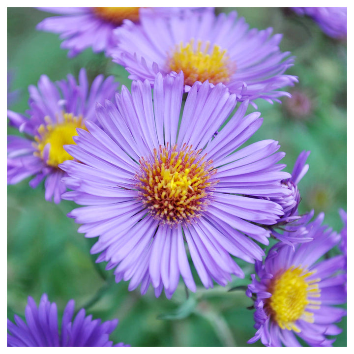 Heirloom Non-GMO Aster Novi-Belgii Flower Seeds for Planting – Hardy Perennial Garden Blooms | High Germination | Neera Seeds product photo [neera-v4-1d3086bfb8a145a81960]