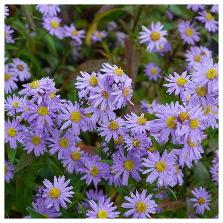 Heirloom Non-GMO Aster Novi-Belgii Flower Seeds for Planting – Hardy Perennial Garden Blooms | High Germination | Neera Seeds product photo [neera-v4-1d425c0abd69fc14b595]