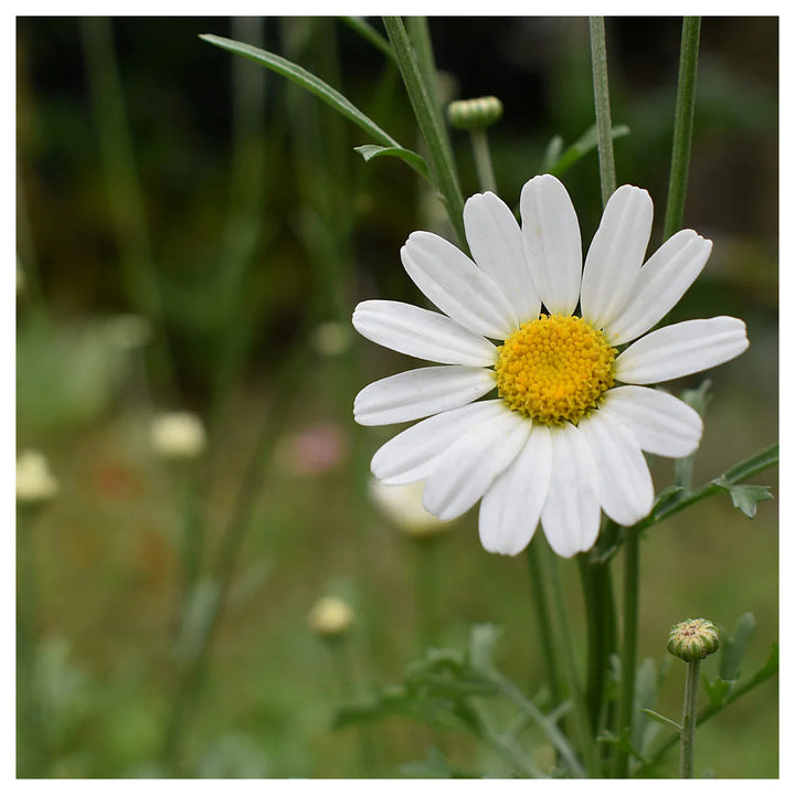 Heirloom Pyrethrum Seeds – Non-GMO Flower Seeds for Planting | High Germination Organic Garden Blooms | Neera Seeds product photo [neera-v4-1d5ab3b52bc06738e9c5]