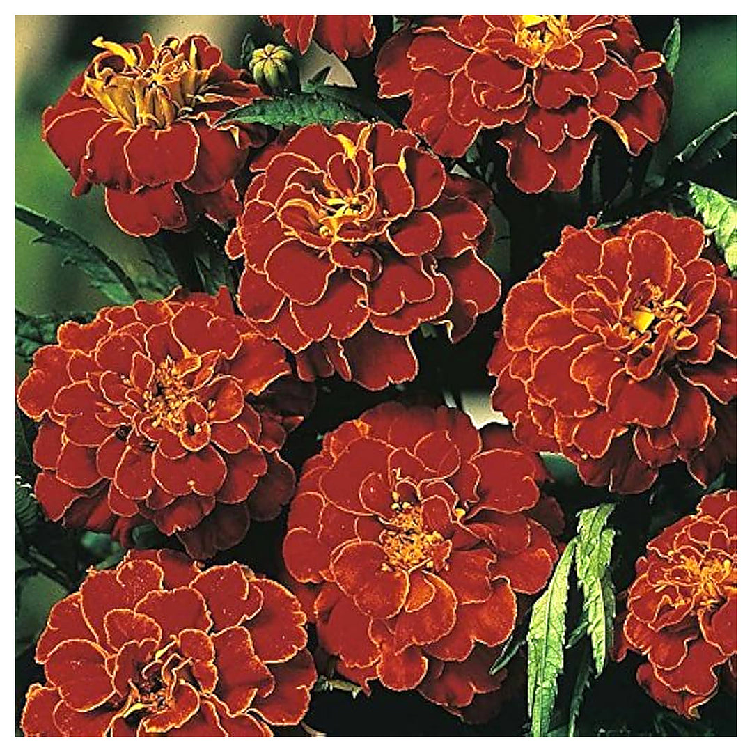 Red French Marigold Bolero Flower Home Garden Flower Seeds Home Garden Planting, Decorative | Neera Seeds product photo [neera-v4-1d5c1a2edae1b2659454]