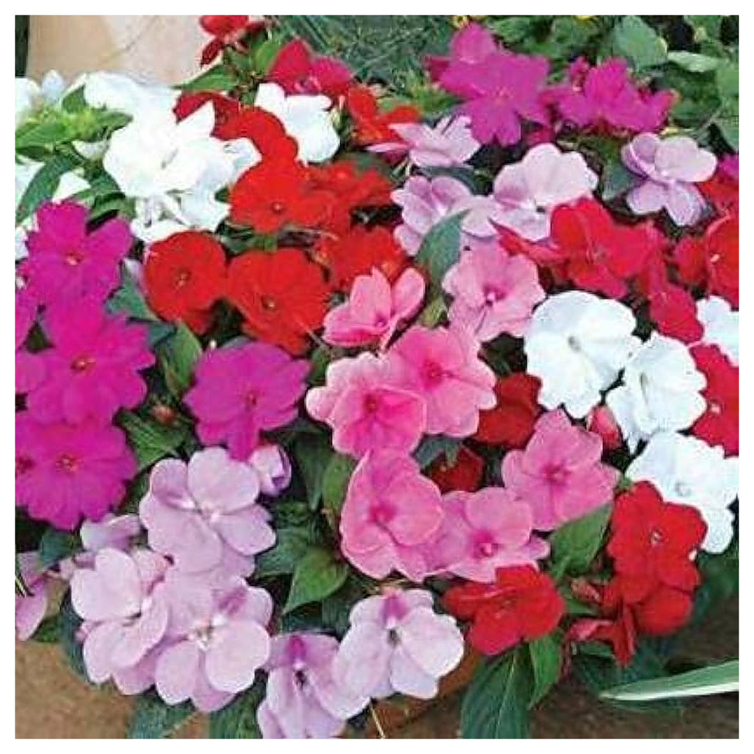Pink Lizzie Flower Seeds for Planting – Vibrant Impatiens Seeds for Home Garden & Landscaping | Neera Seeds product photo [neera-v4-1d65f238d101ce02c984]