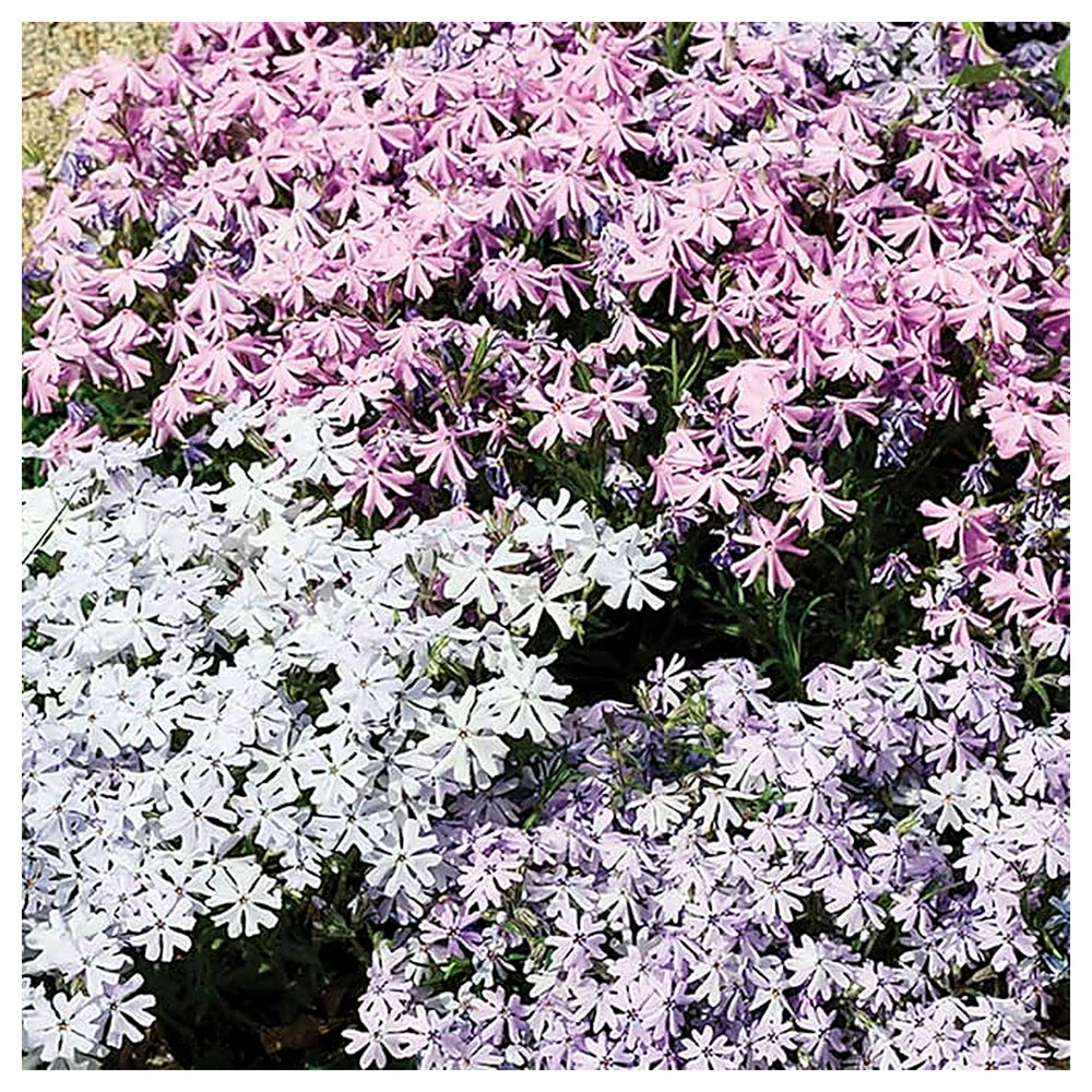 Organic Mix Creeping Phlox Flower Seeds for Planting – Heirloom, Non-GMO | Neera Seeds product photo [neera-v4-1d726754fd834e35fef8]