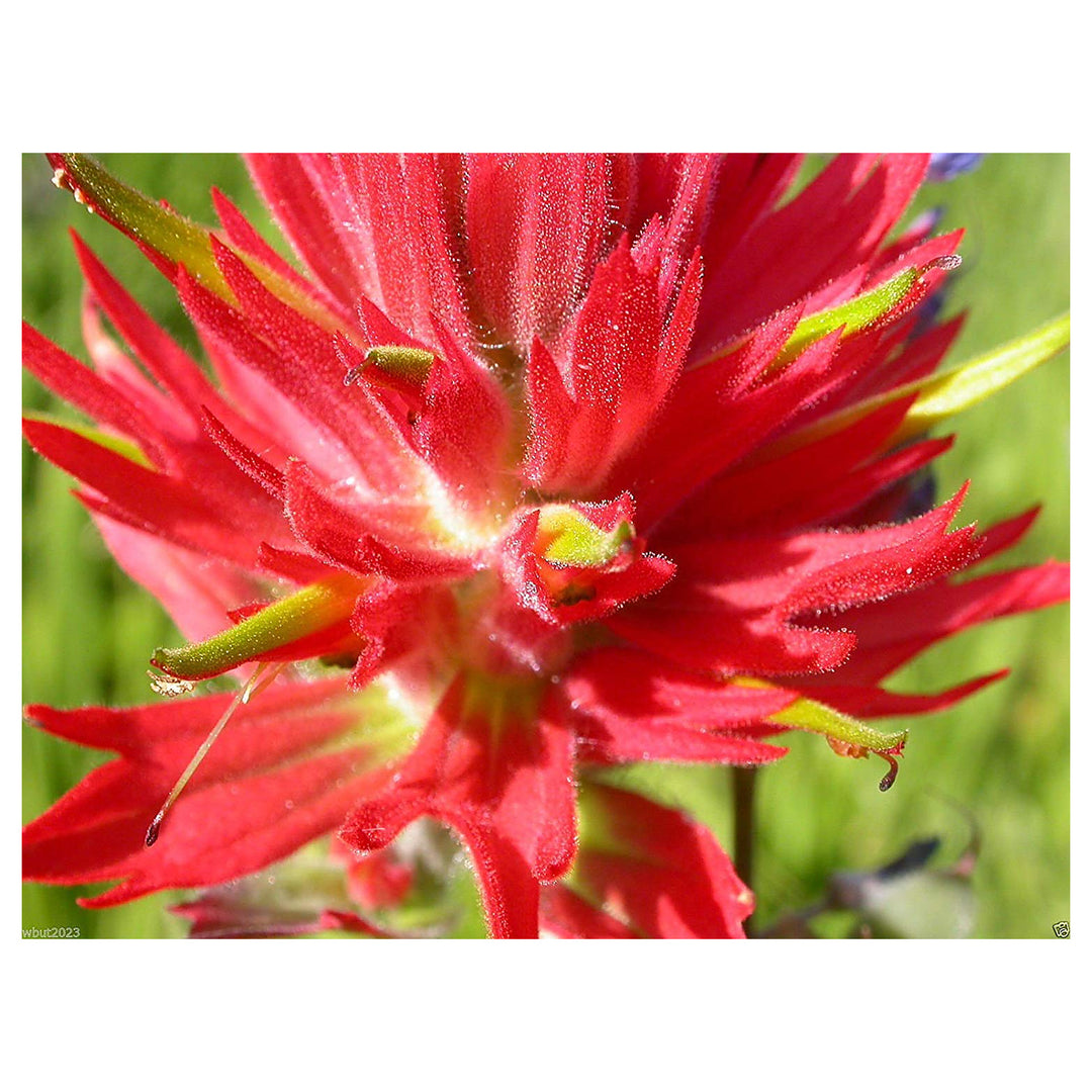 Red Castilleja Flower Seeds for Planting – Hardy, Vibrant Wildflower Blooms | Neera Seeds product photo [neera-v4-1d77389bdcc40a26db33]