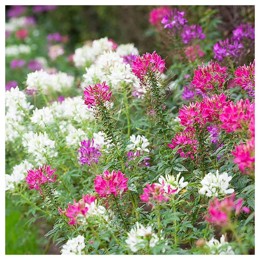 Cleome Cleome Hassleriana Flower For Planting Flower Seeds for Home Garden Planting, Blooming | Neera Seeds product photo [neera-v4-1d7bbae248201ec45057]