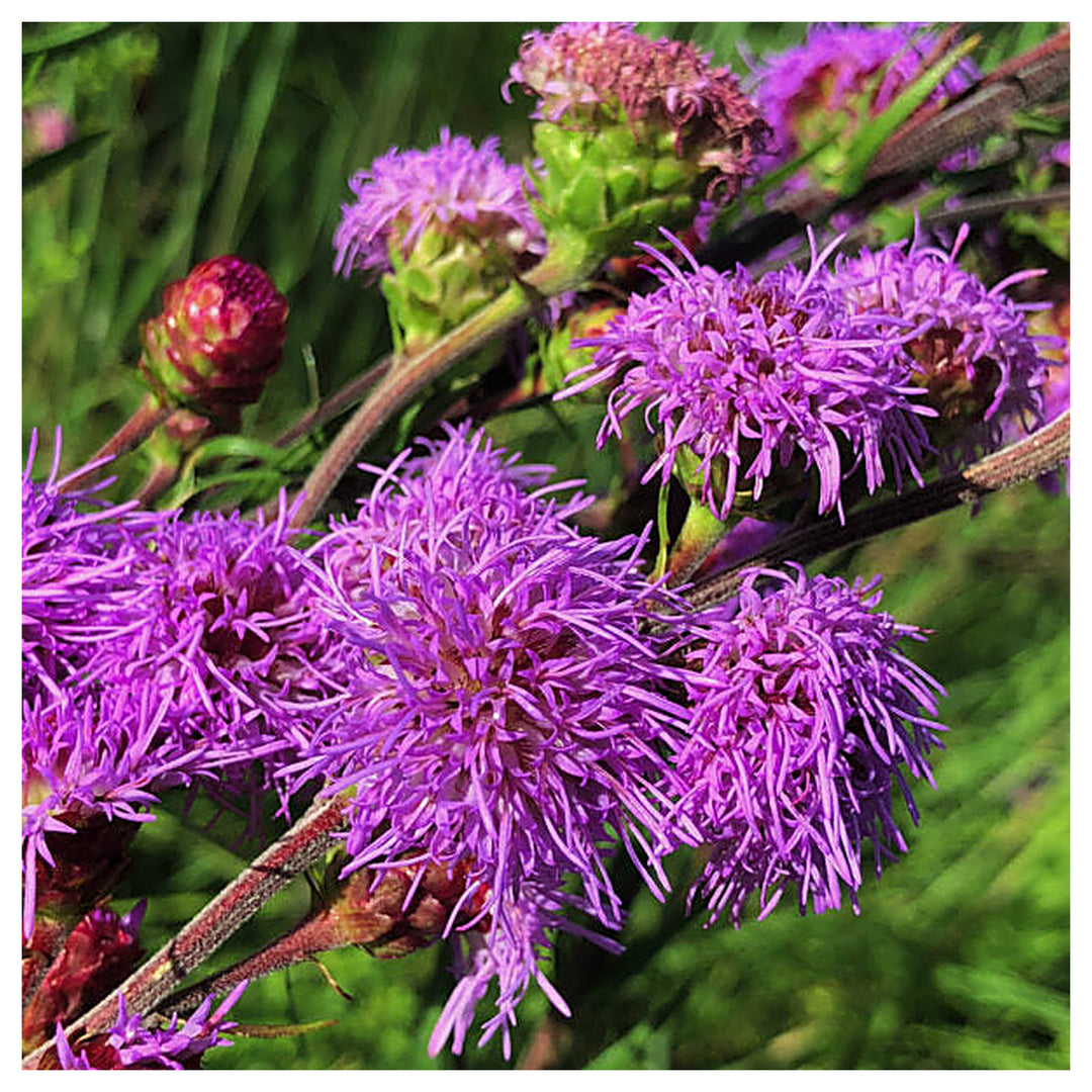 Liatris ligulistylis Meadow Blazing Star Seeds - Heirloom, Non-GMO, High Germination Organic Wildflower Seeds for P | Neera Seeds product photo [neera-v4-1d80c707ed5f4e37f70e]