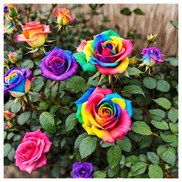 Multicolor Rose Plant Seeds for Garden – Heirloom, Non-GMO Seeds for Planting and Growing | Neera Seeds product photo [neera-v4-1d8279ff668d60a8887e]