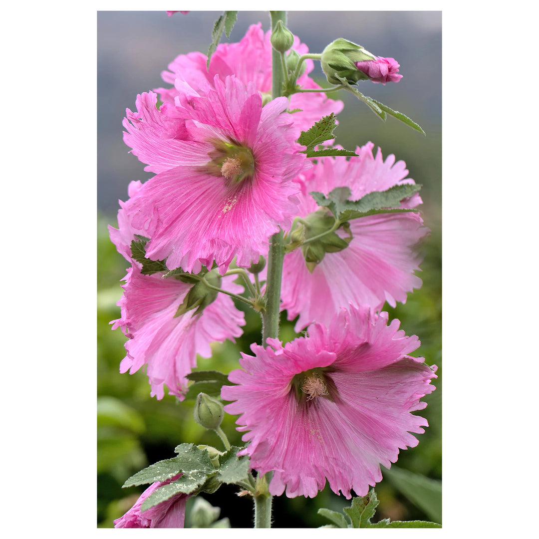 Hollyhock Pink Flower Seeds for Planting – Organic, Heirloom, Non-GMO Garden Seeds | Neera Seeds product photo [neera-v4-1d82f84a32acd904017d]