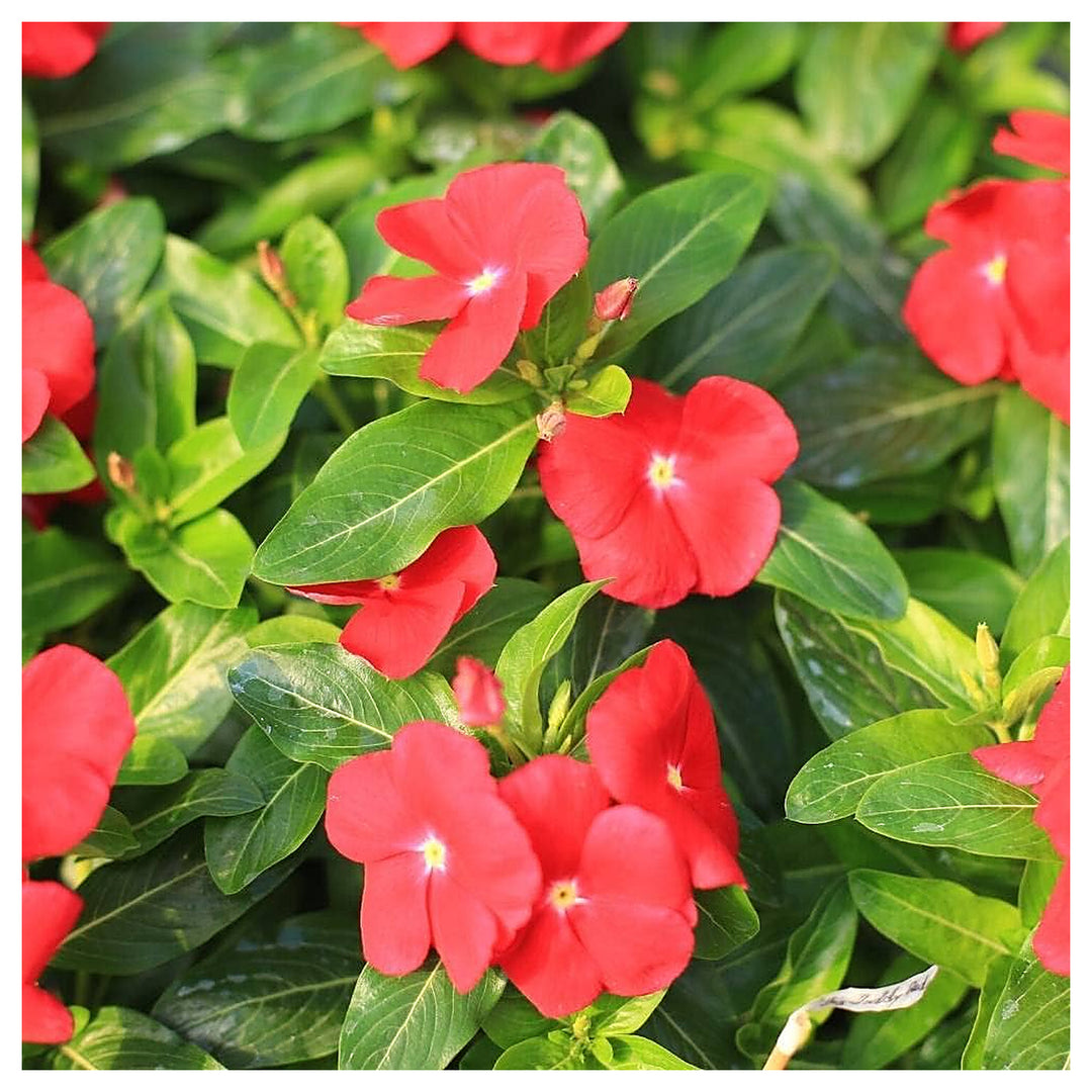 Vinca Red Flower Seeds for Planting – Organic, Heirloom, Non-GMO Blooming Seeds | Neera Seeds product photo [neera-v4-1d8d0de24eb3a569a9a9]