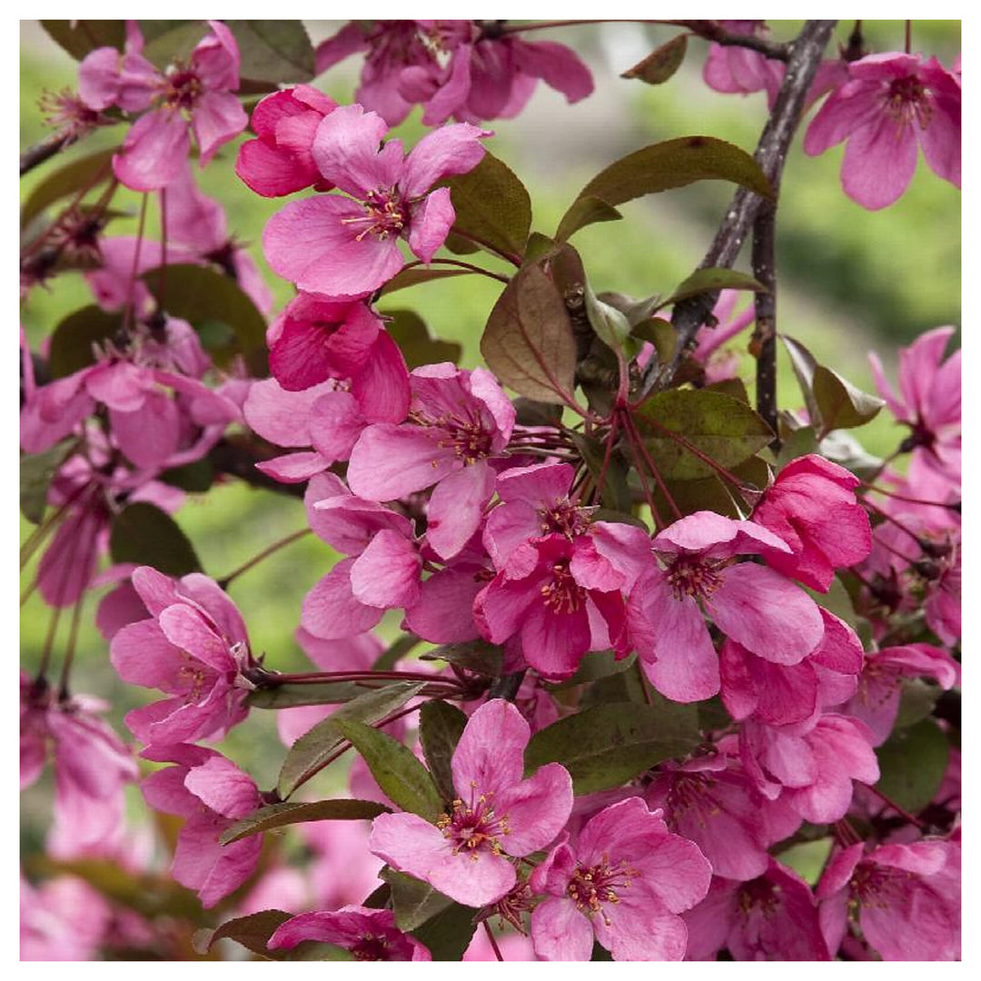 Malus Prairiefire Tree For Planting Malus Prairiefire For Landscapes And Backyard Gardens Flower | Neera Seeds product photo [neera-v4-1d8fd118c8deaeabf166]