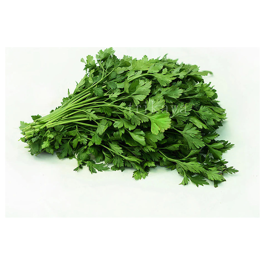 Italian Parsley Herb Seeds for Planting - Non-GMO and Heirloom seeds for home garden | Neera Seeds product photo [neera-v4-1d91fcbb0c581f1003c7]