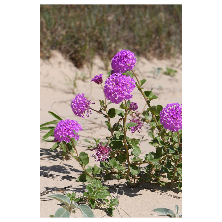 Heirloom Non-GMO Verbena Chokecherry Flower Seeds for Planting – Colorful Hardy Garden Blooms | Neera Seeds product photo [neera-v4-1d9abc94a637e6b7649e]