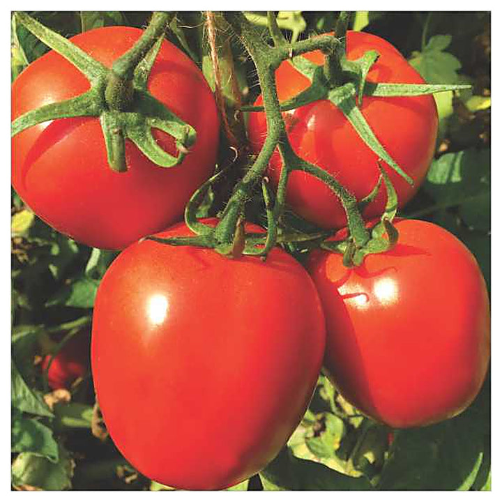 Heirloom Square Round Tomato (Winter Variety) Seeds for Planting – Non-GMO, High-Yield  Vegetable Seeds for Home Ga | Neera Seeds product photo [neera-v4-1da41979be7e1ab25e6d]