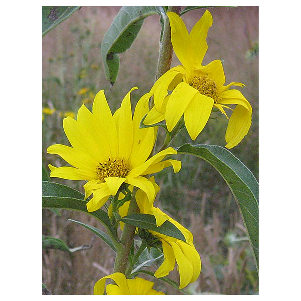 Heirloom Non-GMO Yellow Maximilian Flower Seeds for Planting – Tall Sunflower-Like Blooms | Neera Seeds product photo [neera-v4-1da616d133d2b6017a85]