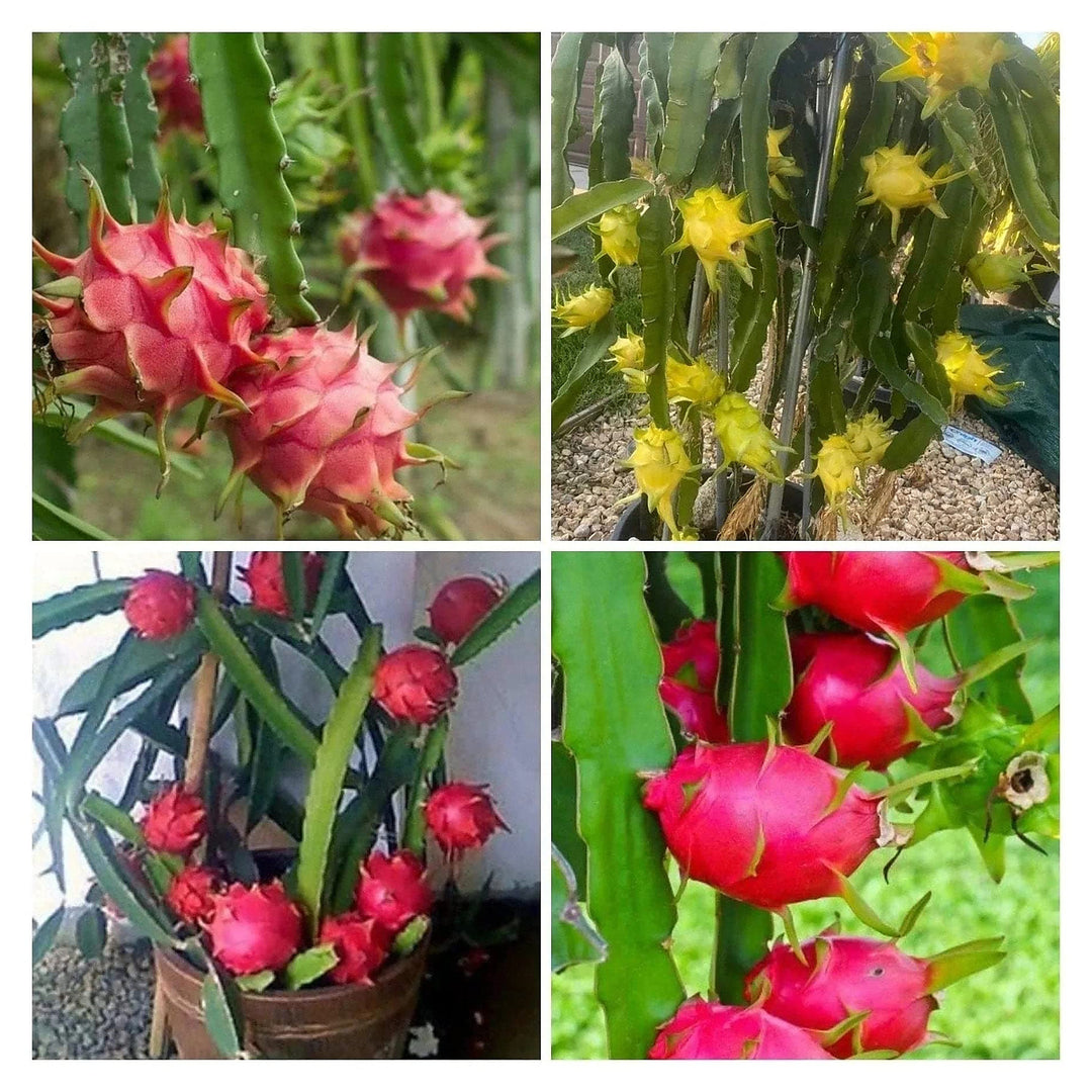 Dragon Cactus Fruit Seeds for Planting – Grow Colorful Fruits at Home, Heirloom &amp; Non-GMO, High Germination Seeds | Neera Seeds product photo [neera-v4-1dab7e21911b0a82154a]