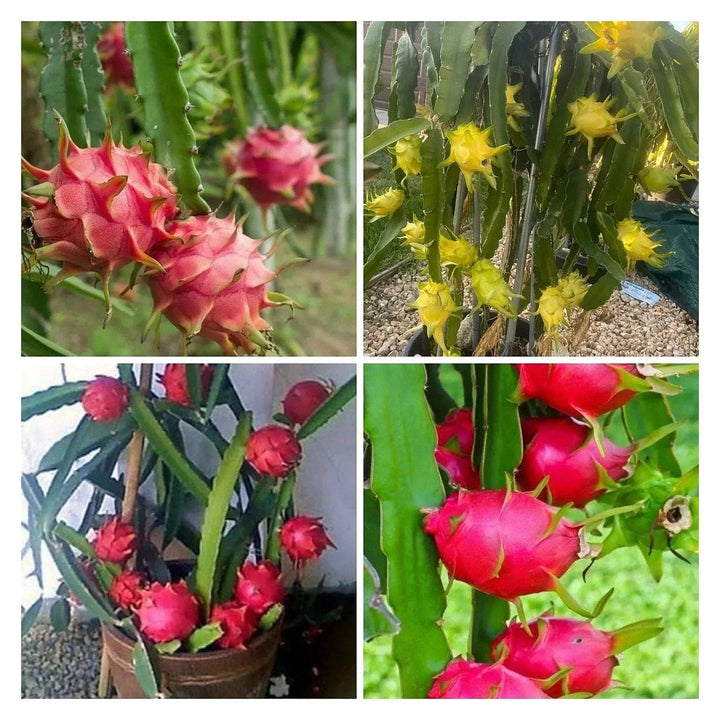 Dragon Cactus Fruit Seeds for Planting – Grow Colorful Fruits at Home, Heirloom &amp; Non-GMO, High Germination Seeds | Neera Seeds product photo [neera-v4-1dab7e21911b0a82154a]