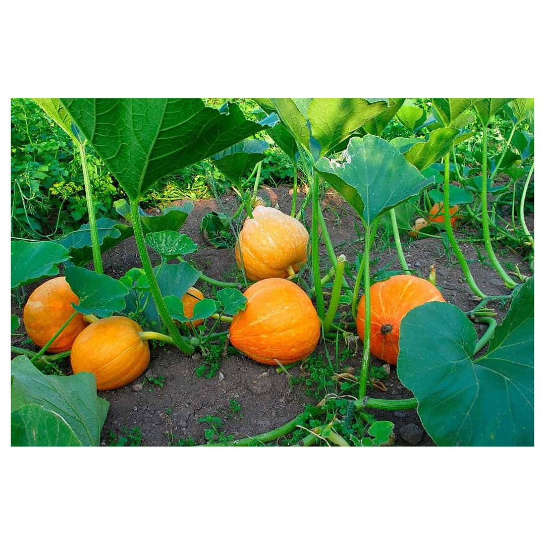 Jamaican Pumpkin Vegetable Seeds for Planting – Heirloom, GMO-Free, Organic Garden Seeds | Neera Seeds product photo [neera-v4-1db74a14acc8a730721a]