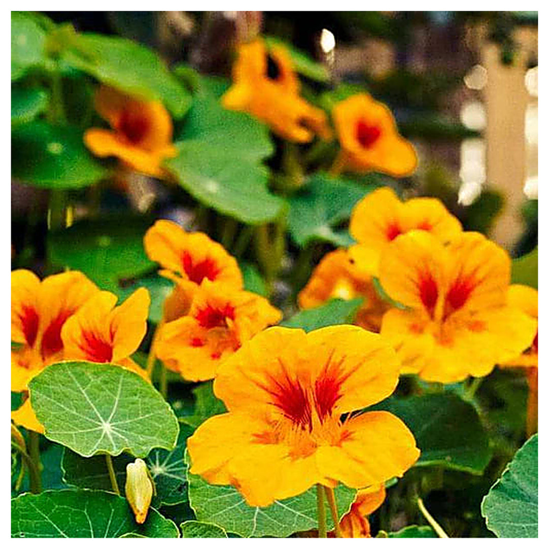 Heirloom Yellow Red Nasturtium Flower Seeds for Planting – Non-GMO, Vibrant Edible Blooms | Neera Seeds product photo [neera-v4-1db91206029bad36deff]