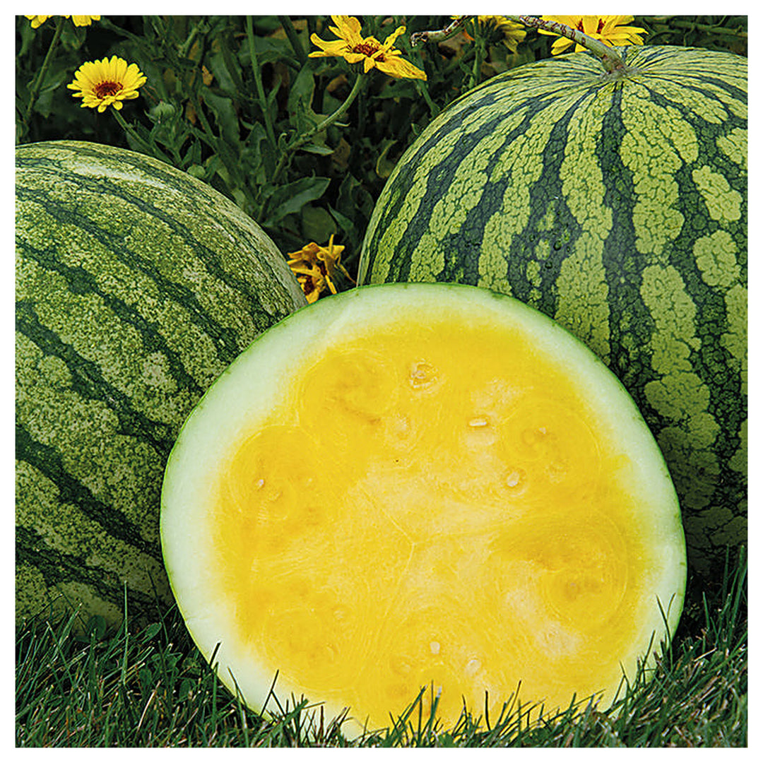 Buttercup Watermelon Fruit Seeds for Planting – Refreshing, Sweet Watermelons, Heirloom & Non-GMO, High Germination | Neera Seeds product photo [neera-v4-1dc6e3b3f95090c2fdb0]