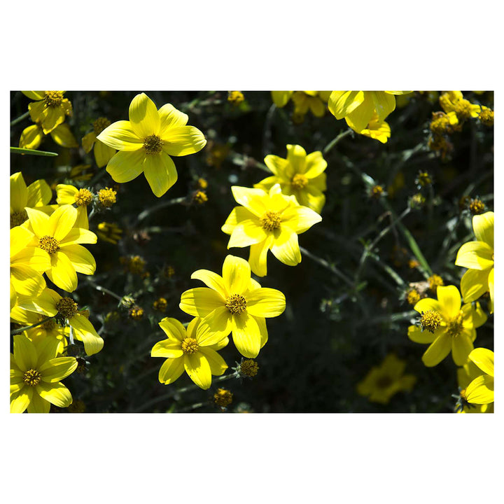 Heirloom Non-GMO Bidens Ferulifolia Flower Seeds for Planting – Bright Pollinator-Friendly Garden Blooms | Neera Seeds product photo [neera-v4-1dd36982507982ac9292]