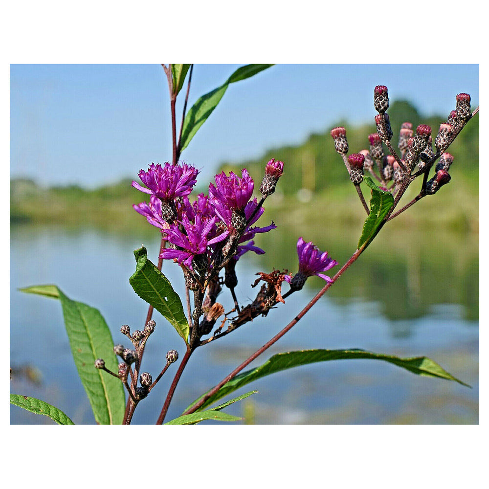 Heirloom Non-GMO Vernonia Anthelmintica Flower Seeds for Planting – Medicinal Wildflower Seeds | Neera Seeds product photo [neera-v4-1dd6c83242196207d14d]