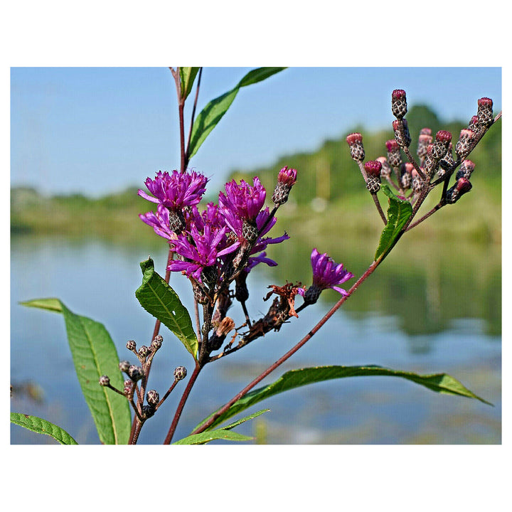 Heirloom Non-GMO Vernonia Anthelmintica Flower Seeds for Planting – Medicinal Wildflower Seeds | Neera Seeds product photo [neera-v4-1dd6c83242196207d14d]