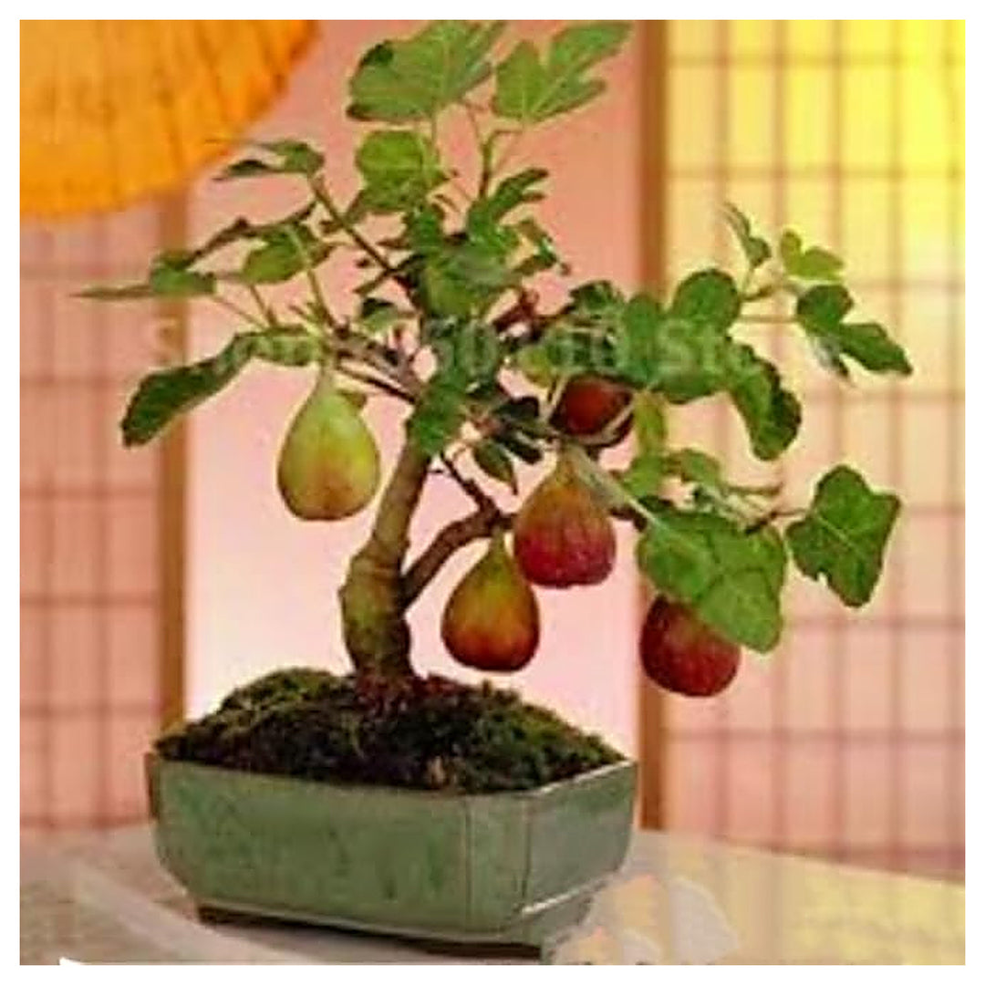 Fig Tree Seeds – Black Sweet Fruit Shrub &amp; Bonsai, Grow Mediterranean Figs, Heirloom &amp; Non-GMO Seeds | Neera Seeds product photo [neera-v4-1dd846cf9ce7f4fc3b95]