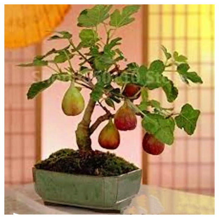 Fig Tree Seeds – Black Sweet Fruit Shrub &amp; Bonsai, Grow Mediterranean Figs, Heirloom &amp; Non-GMO Seeds | Neera Seeds product photo [neera-v4-1dd846cf9ce7f4fc3b95]