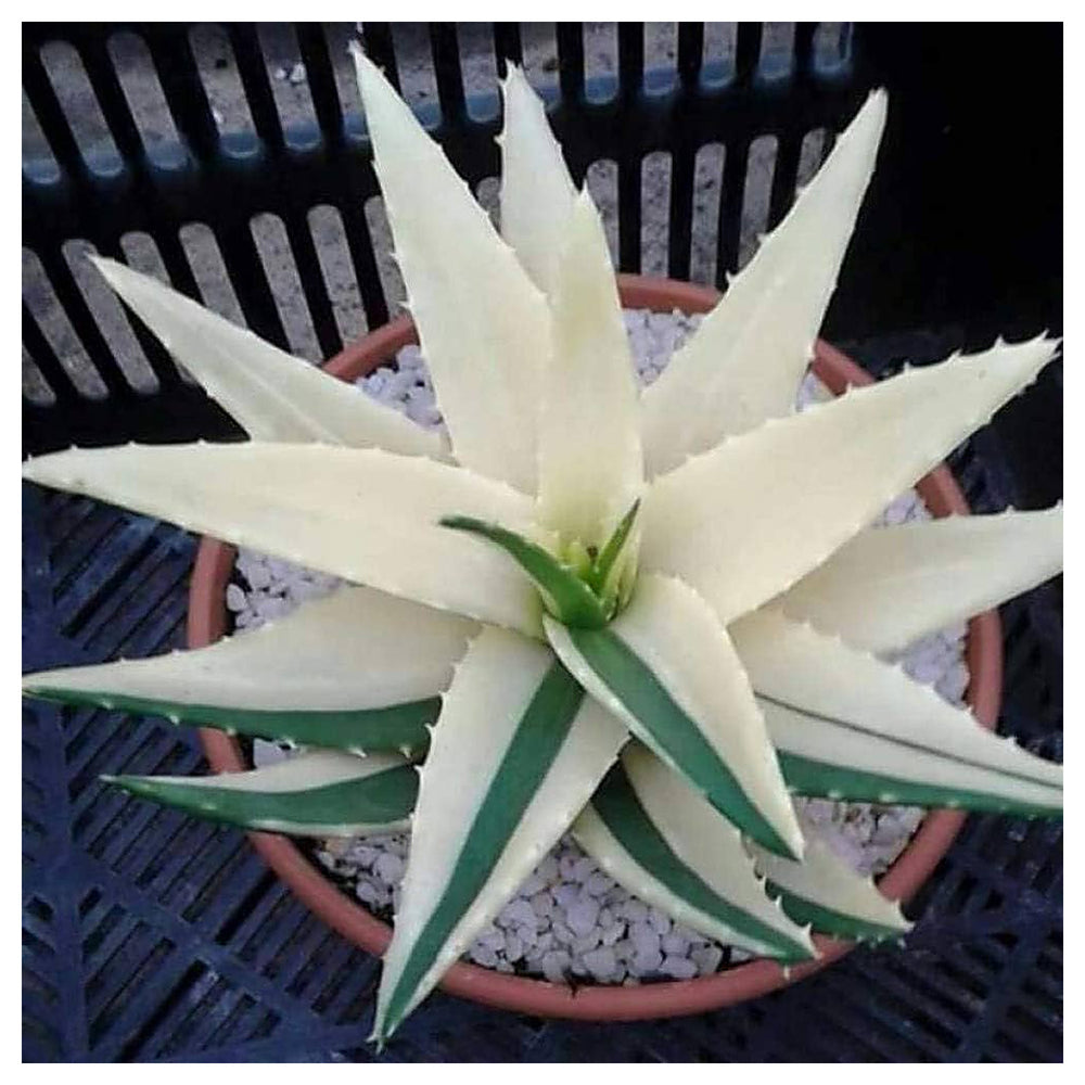 Green White Aloe Vera Plant Seeds for Planting – Heirloom & Non-GMO Organic Seeds for Growing | Neera Seeds product photo [neera-v4-1ddba0c42039ce1df297]