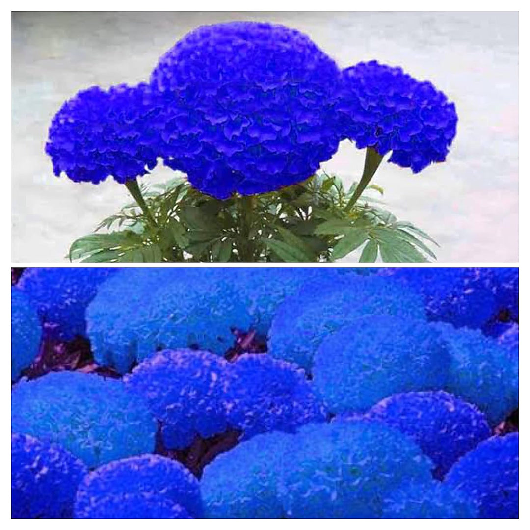 Heirloom Non-GMO Marigold Flower Seeds for Planting – Vibrant Blooms for Garden & Pots | Neera Seeds product photo [neera-v4-1ddcc97e89530d851efe]