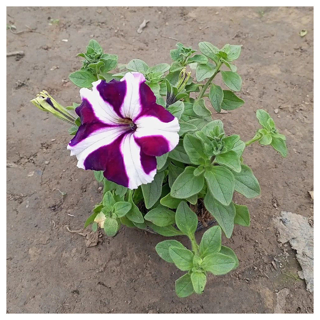 Purple & White Petunia Flower Seeds for Garden Planting - Heirloom, NON-GMO, Easy to Grow | Neera Seeds product photo [neera-v4-1ddf2c8efbf9b5d553fb]