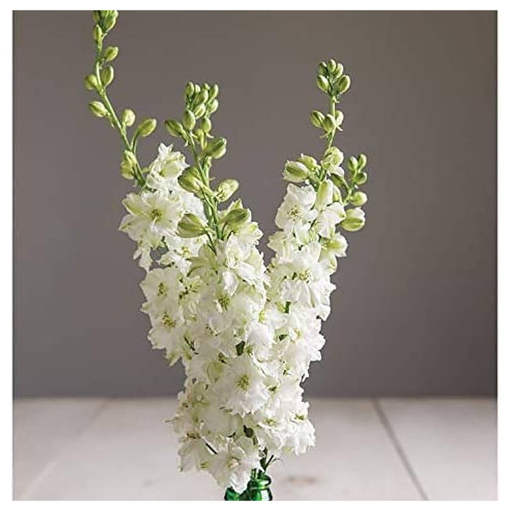 Rocket Larkspur Delphinium Ajacis For Planting In Flower Bed Flower Seeds for Home Garden Planting, | Neera Seeds product photo [neera-v4-1ddf3eb678da96ae116d]