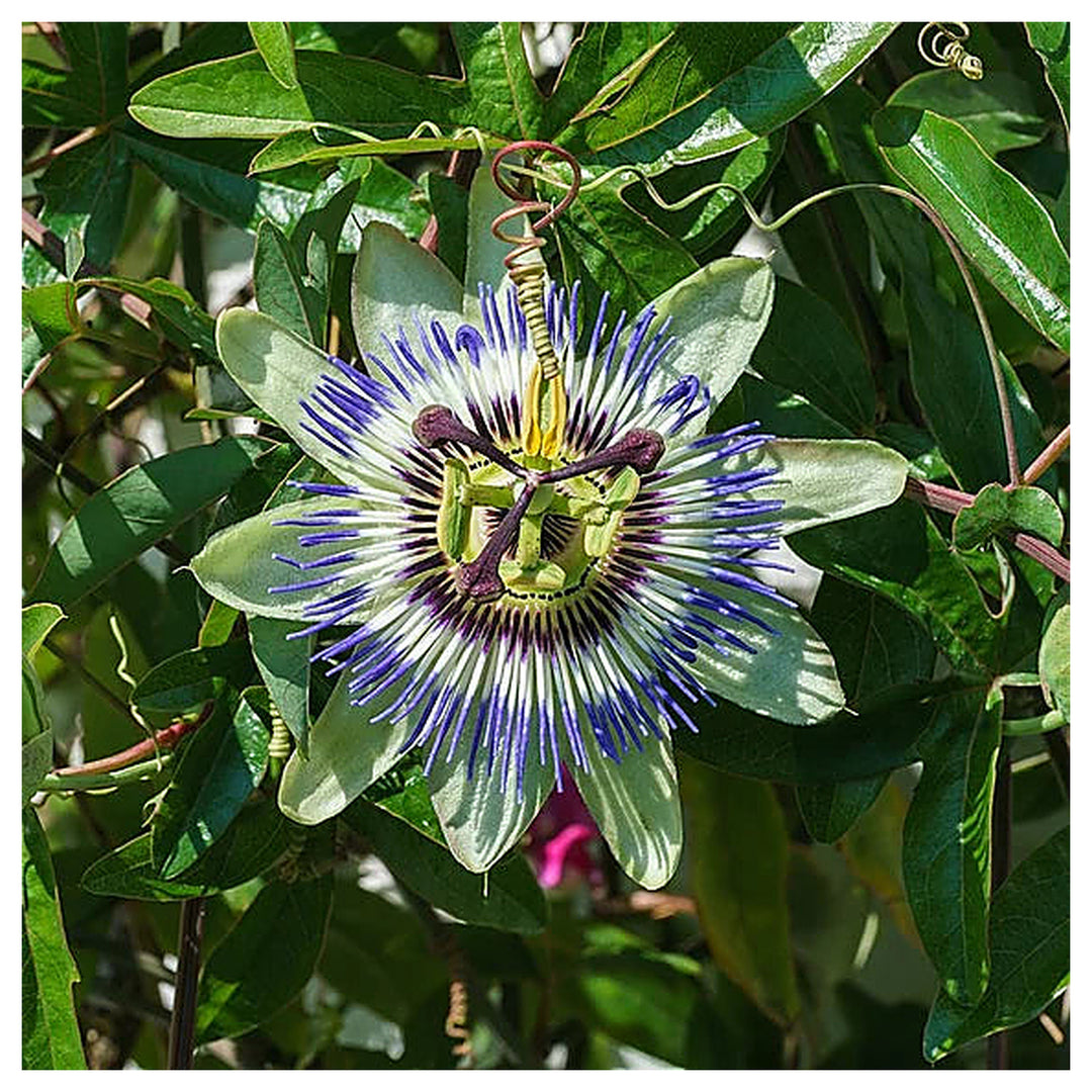 Heirloom Blue Passion Flower Seeds – Non-GMO Exotic Bloom | High Germination Organic Garden Seeds for Planting | Neera Seeds product photo [neera-v4-1de561d1e0dfffbc34a0]