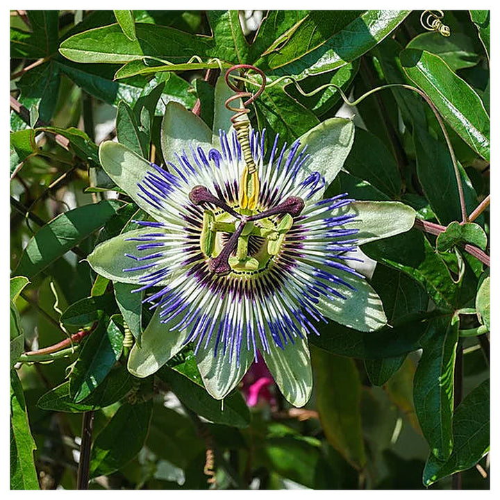 Heirloom Blue Passion Flower Seeds – Non-GMO Exotic Bloom | High Germination Organic Garden Seeds for Planting | Neera Seeds product photo [neera-v4-1de561d1e0dfffbc34a0]
