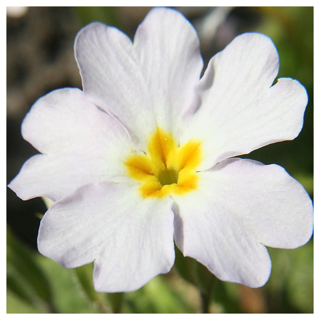 Organic Heirloom Non-GMO White Primrose Seeds for Planting – Spring Garden Blooms | Neera Seeds product photo [neera-v4-1dedbeadb70f2a266bfd]