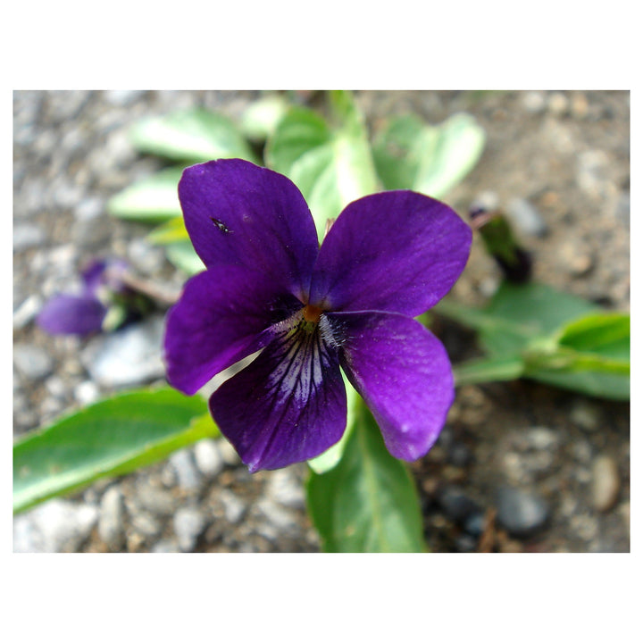 Viola Yedoensis Flower Seeds – Heirloom, Non-GMO, High Germination Organic Garden Seeds for Planting | Neera Seeds product photo [neera-v4-1dfc047a446ea9c04b56]
