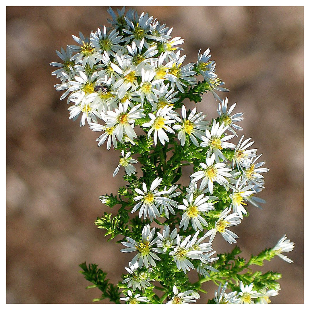 White Prairie Aster Flower Seeds for Planting | Heirloom Non-GMO High Germination Organic Garden Seeds | Neera Seeds product photo [neera-v4-1dff6c96aef786ad0687]