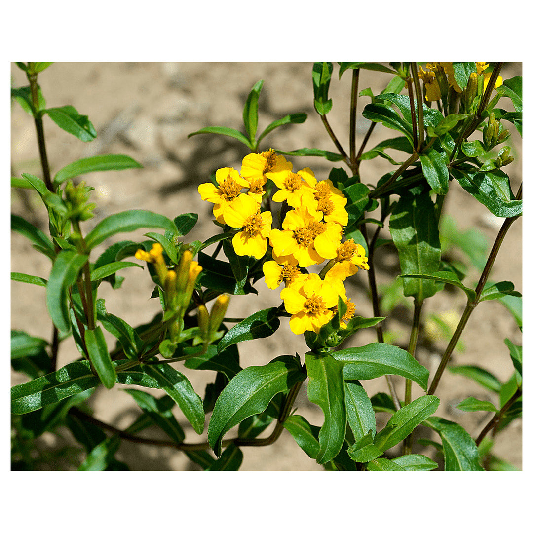 Heirloom Mint Marigold Flower Seeds, Non-GMO Fragrant Blooms for Herb and Garden Planting | Neera Seeds product photo [neera-v4-1e0bd392914278b089e6]