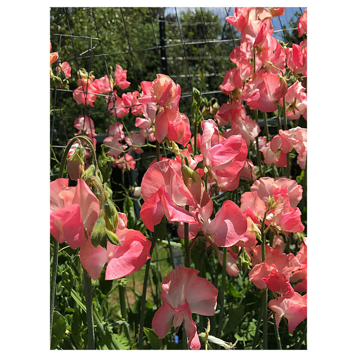 Sweet Pea Candyfloss Flower Seeds for Planting – Fragrant Climbing Blooms, Heirloom &amp; Non-GMO | Neera Seeds product photo [neera-v4-1e29977423458e95748d]