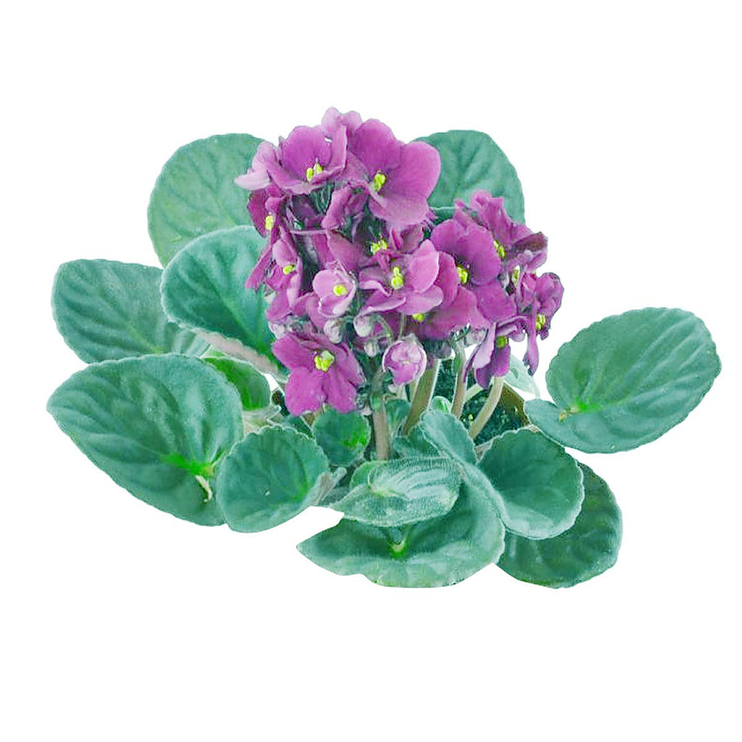 Violet Violet Bonsai African Flower Diy Home Garden Flower Seeds Home Garden Planting, | Neera Seeds product photo [neera-v4-1e42ec1d7c15d91b7d0c]