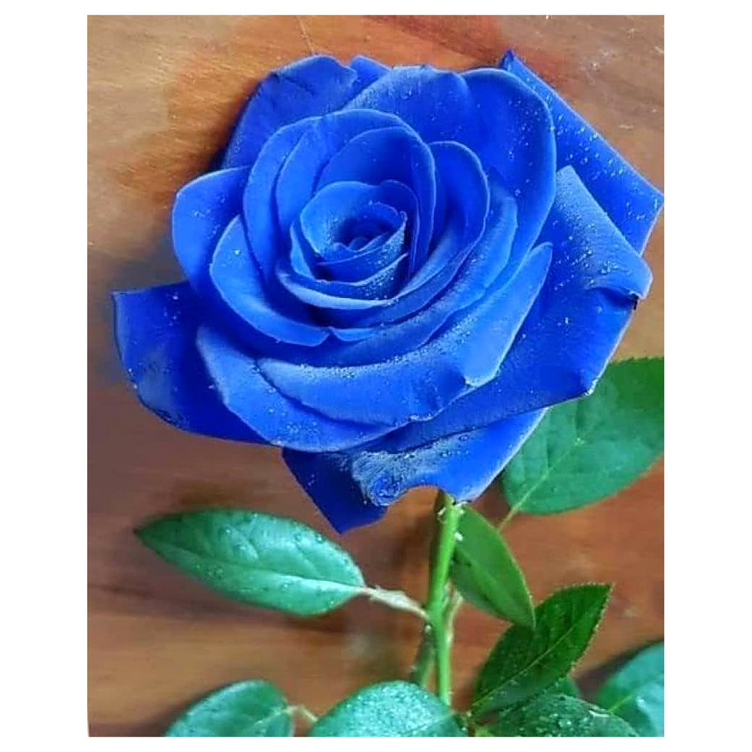 Thai Blue Rose Flower Plant Seeds for Planting - Non-GMO Heirloom Garden Seeds for Growing | Neera Seeds product photo [neera-v4-1e4364859e12f05d3751]
