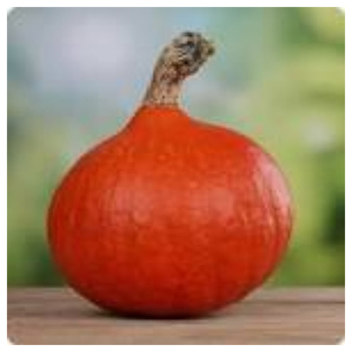 Hokkaido Red Kuri Pumpkin Seeds for Planting – Heirloom, Organic, Non-GMO, High Germination Garden Seeds | Neera Seeds product photo [neera-v4-1e43d7c2bf7a5531c7e3]