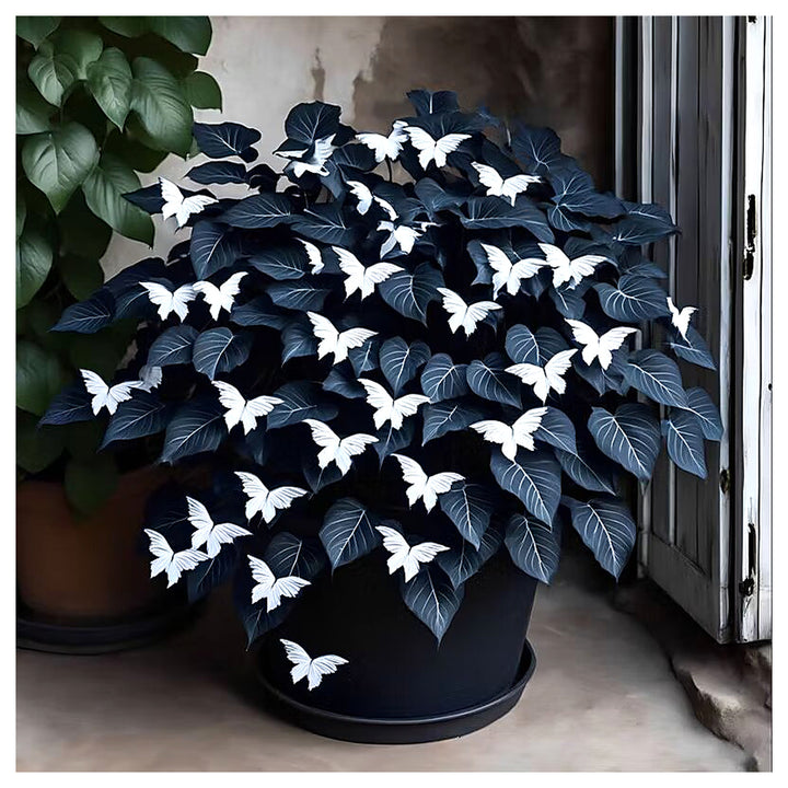 Moonlight Butterfly Begonia - White Seeds for Planting | Heirloom Non-GMO Organic Garden Seeds | Neera Seeds product photo [neera-v4-1e47d9f5c5cddb92dd06]