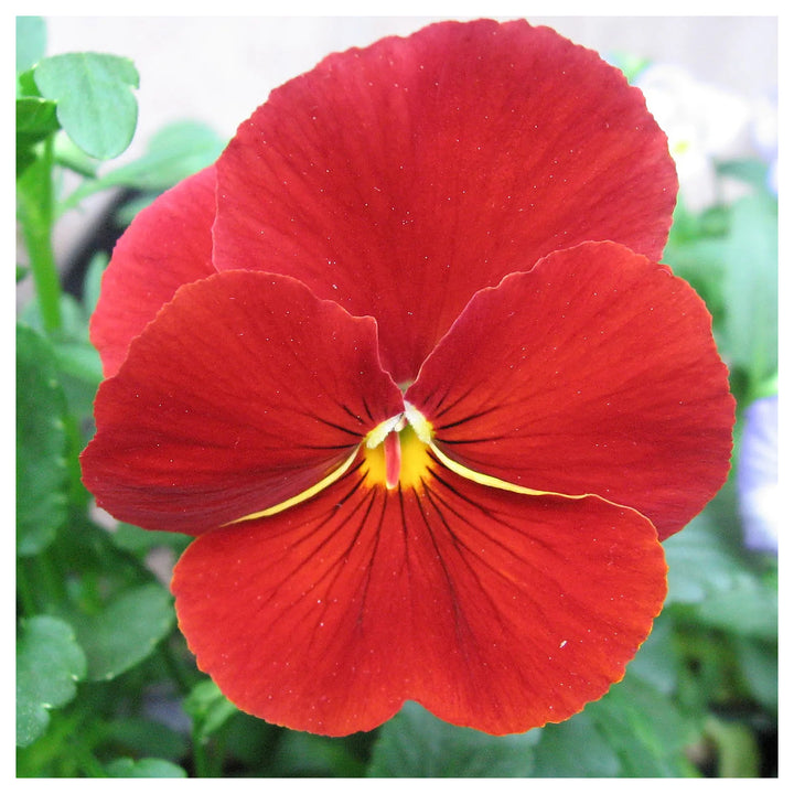 Fresh Red Pansy Heirloom Non-GMO Seeds for Planting – High Germination Organic Garden Seeds for Vibrant Flower Bloo | Neera Seeds product photo [neera-v4-1e507861ea5b51bfb704]