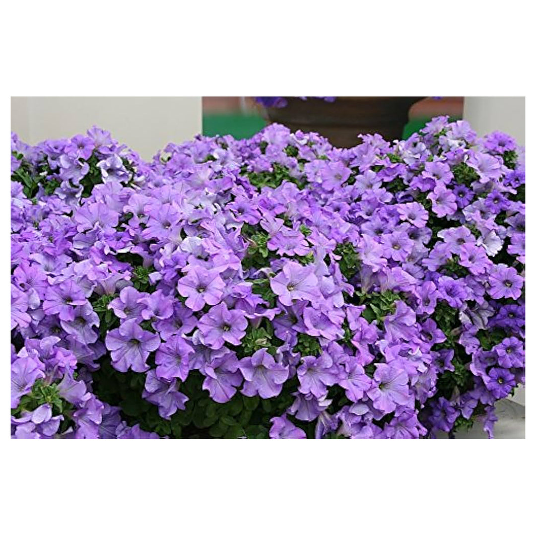 Light Blue Petunia Flower Seeds for Planting – Heirloom, Non-GMO, High Germination Organic Garden Seeds | Neera Seeds product photo [neera-v4-1e55c2ac8551f3f1c1b2]