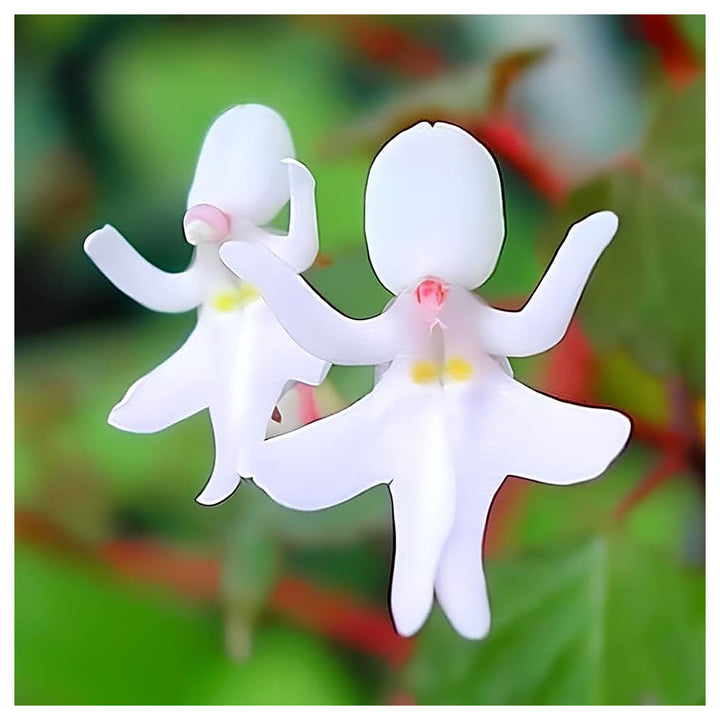 Heirloom Non-GMO Impatiens Bequaertii Flower Seeds for Planting – Rare Shade-Loving Seeds | Neera Seeds product photo [neera-v4-1e8c51076080b6e9d4cf]
