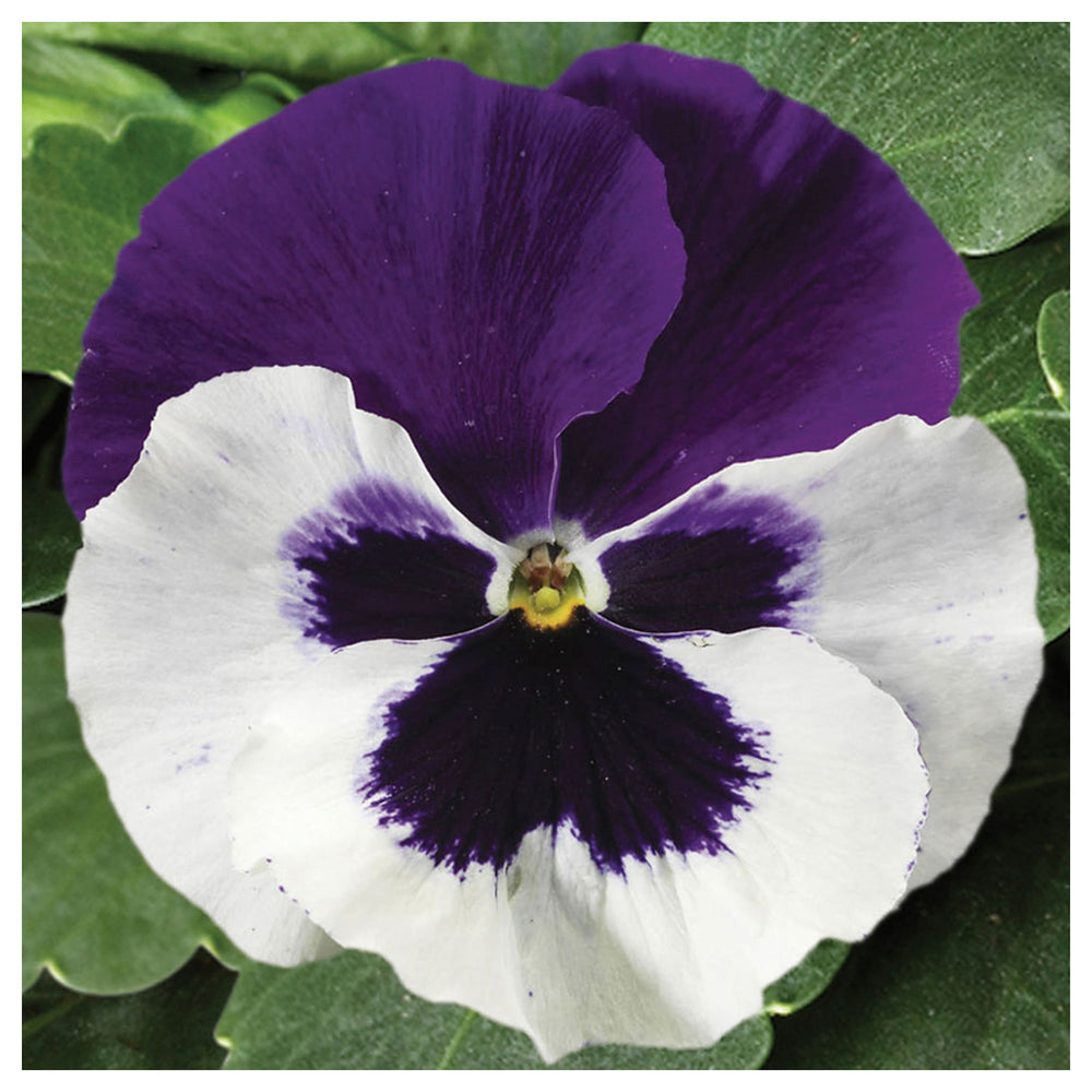 Purple White Pansy Seeds for Planting | Heirloom, Non-GMO, Organic Charming Blooms | Neera Seeds product photo [neera-v4-1e8c80bd4e337e84da0d]