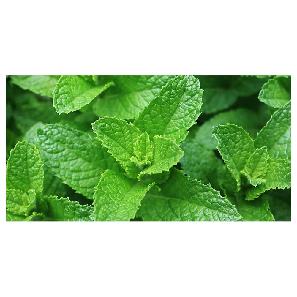 Green Mentha Spicata (Spearmint) Herb Plant Seeds for Garden and Flavor – Heirloom, Non-GMO, High Germination Seeds | Neera Seeds product photo [neera-v4-1ea15abf3e9306aa5b8a]